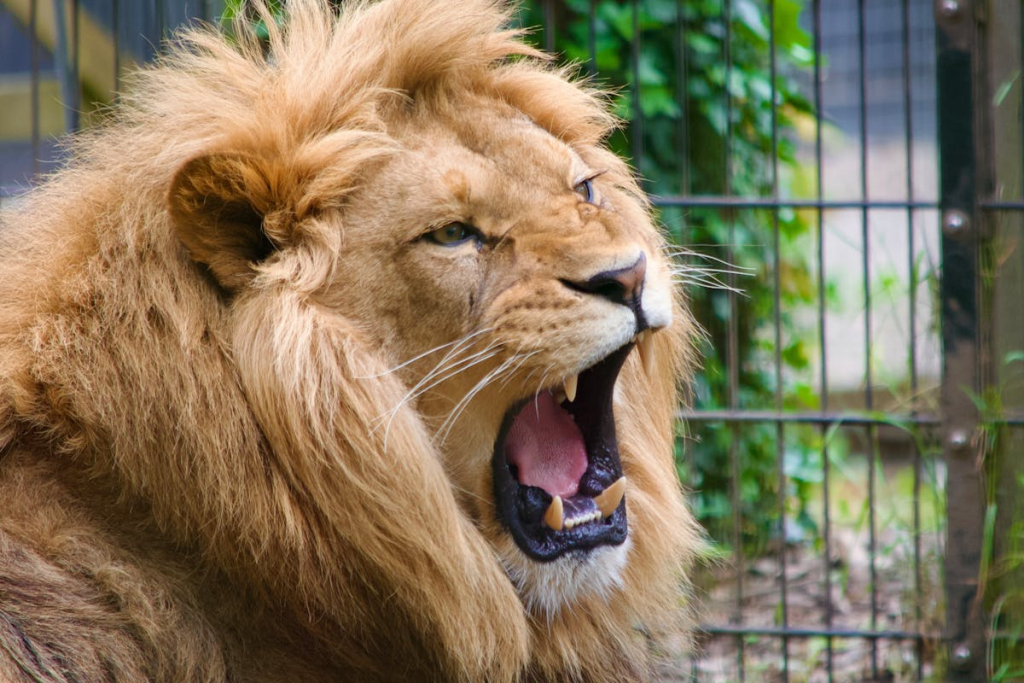 liburan-ke-solo-safari:-aktivitas,-rute-lokasi,-dan-htm-terbaru