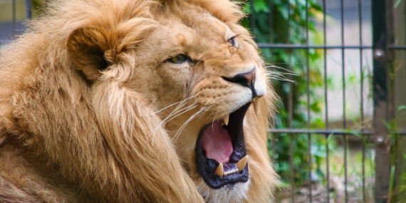 Liburan ke Solo Safari: Aktivitas, Rute Lokasi, dan HTM Terbaru