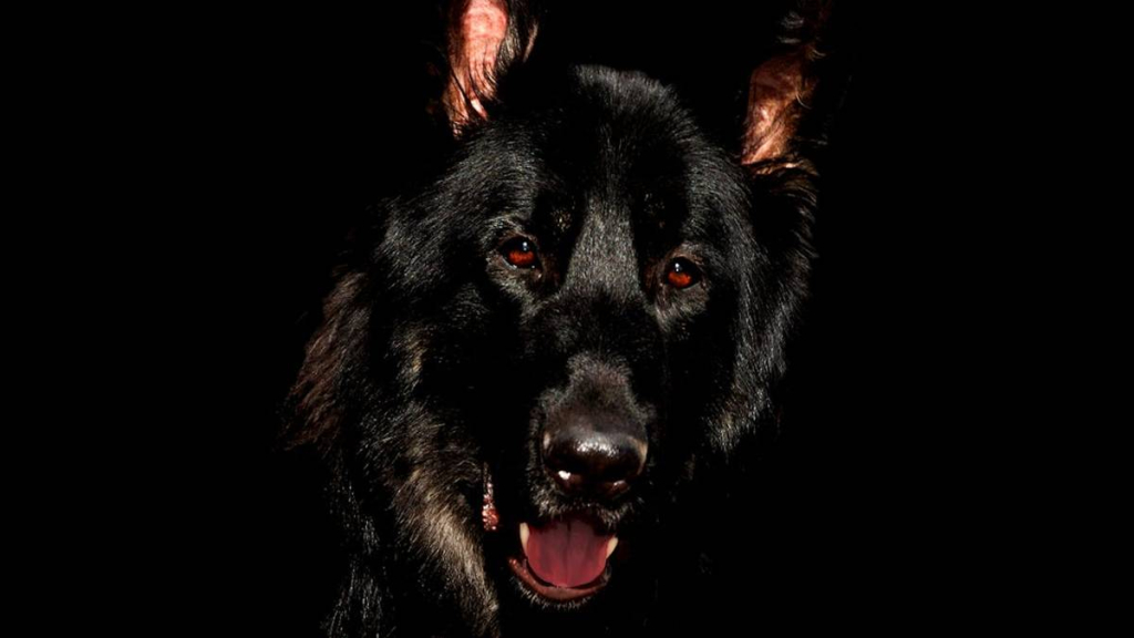 kisah-anjing-hitam-jelmaan-seorang-pria,-cerita-rakyat-dari-wawonii-sulawesi-tenggara