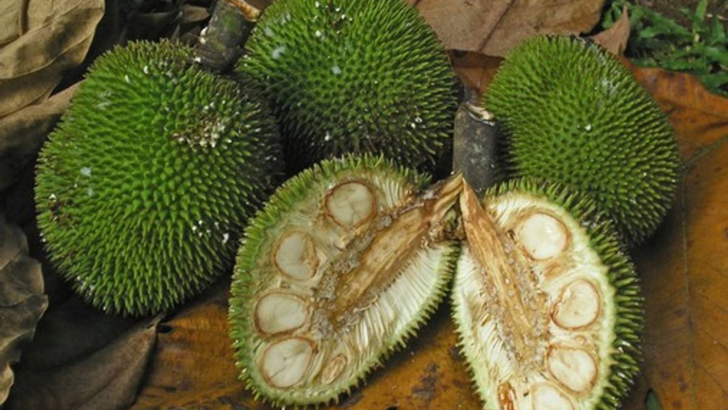 sukun-lokal-punya-potensi-besar,-akankah-jadi-solusi-ketahanan-pangan-masa-depan?