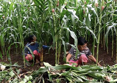 Memaksa Jagung di Mentawai
