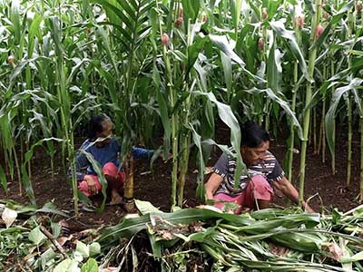 memaksa-jagung-di-mentawai