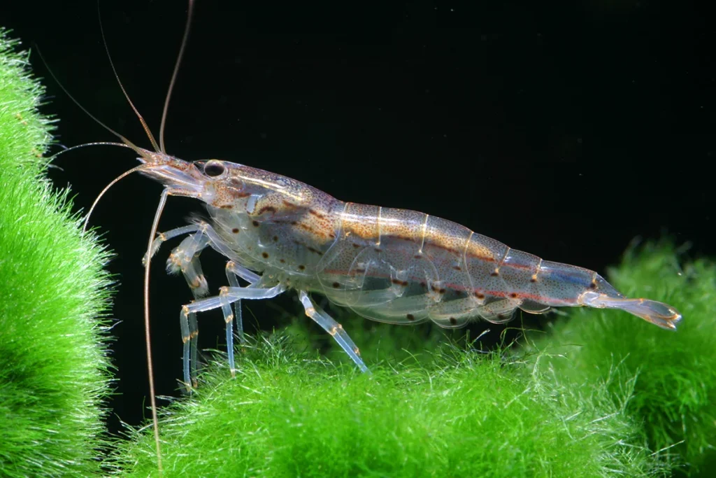 udang-amano:-si-pembersih-akuarium-yang-cantik-dan-efisien