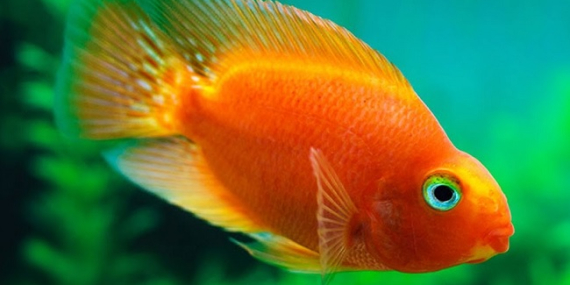 Harga Ikan Parrot Berbagai Jenis dan Ukuran