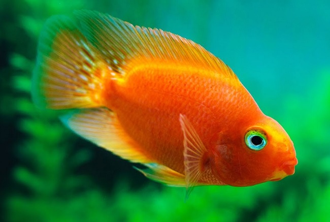 harga-ikan-parrot-berbagai-jenis-dan-ukuran