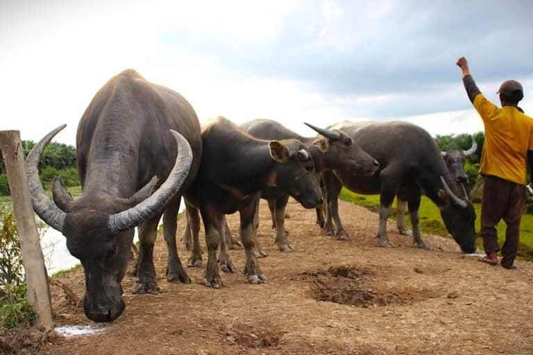 sistem-gembala-kerbau-rawa-di-kuripan-terancam-perkebunan-sawit