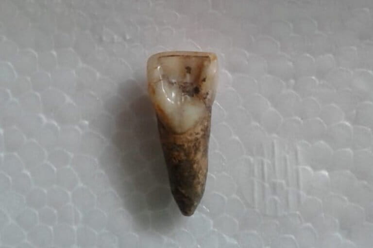 penelitian-terbaru-ungkap-gigi-manusia-prasejarah-papua