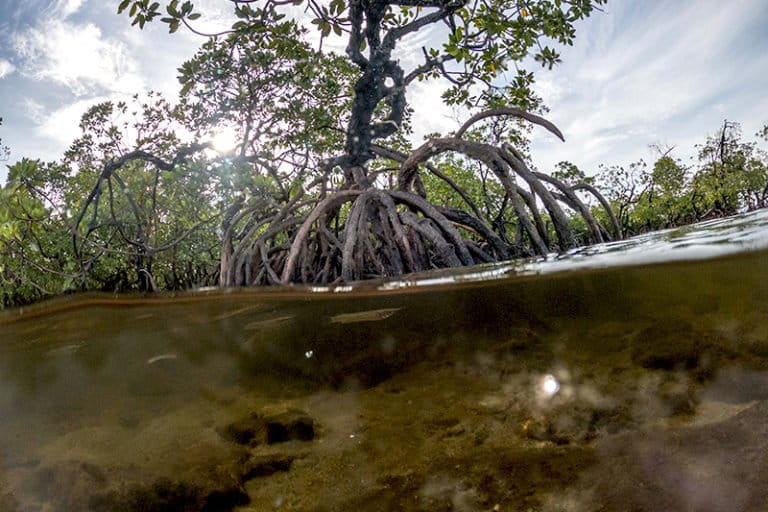 perlu-sistem-pengaman-nilai-ekonomi-karbon