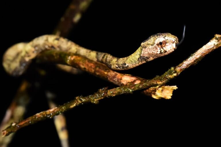 ular-siput-jerapah,-jago-kamuflase-di-hutan-pegunungan-jawa