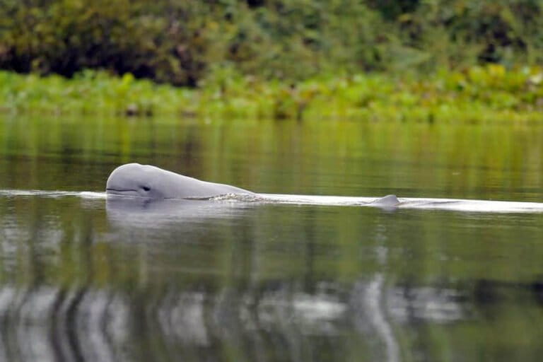 menjaga-nafas-terakhir-pesut-mahakam