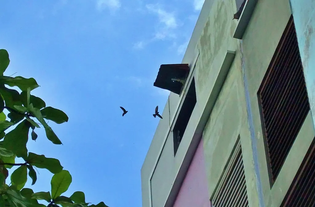 arah-dana-ipo-emiten-sarang-burung-walet