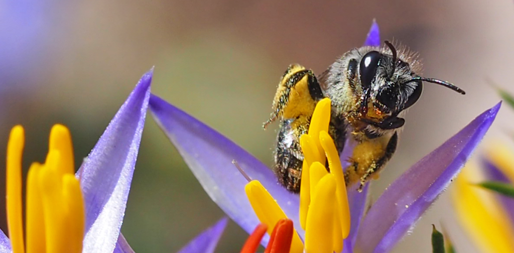 native-pollinators-need-more-support-than-honeybees-in-australia-–-here’s-why