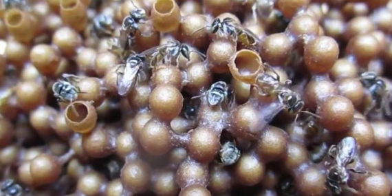 Kelebihan Madu Klanceng dengan Nilai Manfaat di Dalamnya