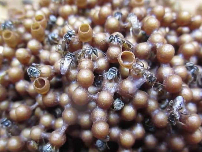 kelebihan-madu-klanceng-dengan-nilai-manfaat-di-dalamnya