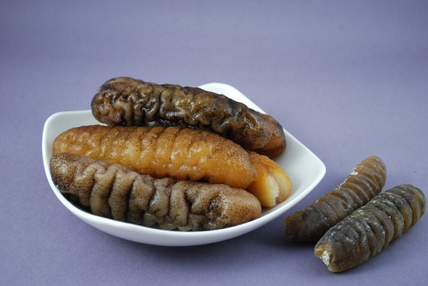 jenis-teripang-dan-harganya