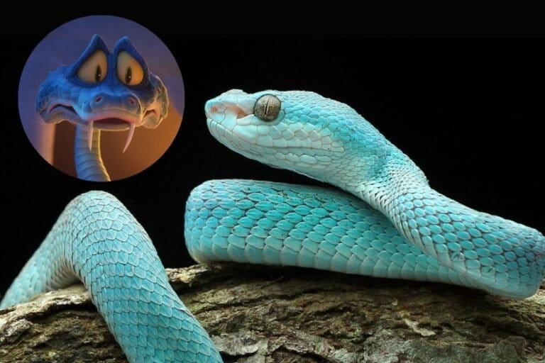 inilah-ular-viper-biru,-ular-berbisa-asli-indonesia-yang-kini-populer-berkat-film-zootopia-2