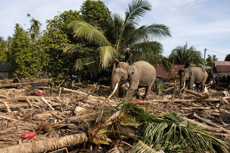 opini:-bencana-sumatera-2025-dan-deforestasi,-mengapa-ini-harus-menjadi-titik-balik-dan-harapan?