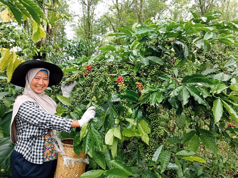 pertobatan-ekologis-di-kebun-kopi-tangguh-iklim