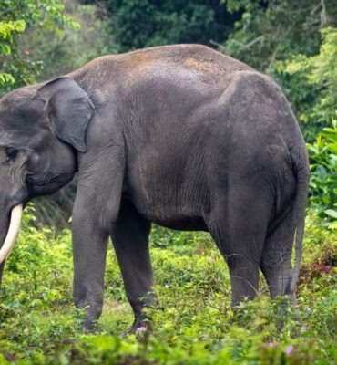 sumatera-di-ujung-krisis-biodiversitas-tertinggi-di-indonesia 
