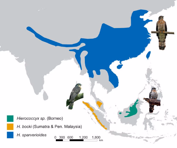 spesies-elang-kuak-baru-ditemukan-berkat-petunjuk-suara