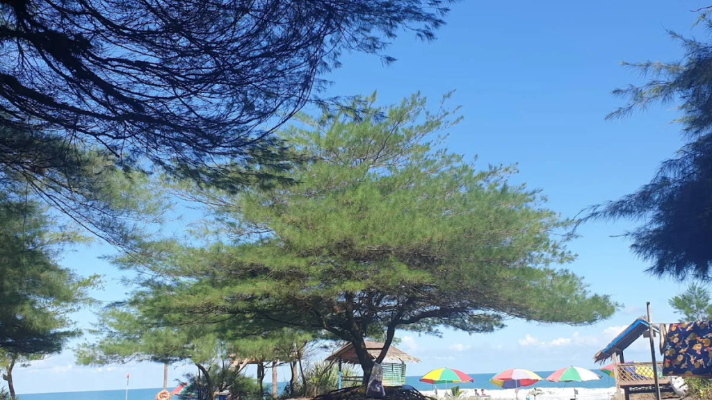 menjelajahi-pantai-mliwis,-destinasi-teduh-berhias-pohon-cemara-di-ambal-kebumen