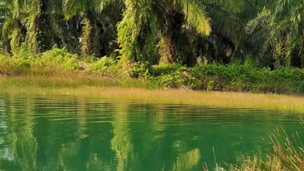 pantai-kodok-langkat,-pemandian-alam-dari-aliran-rawa-jernih-di-pangkalan-susu