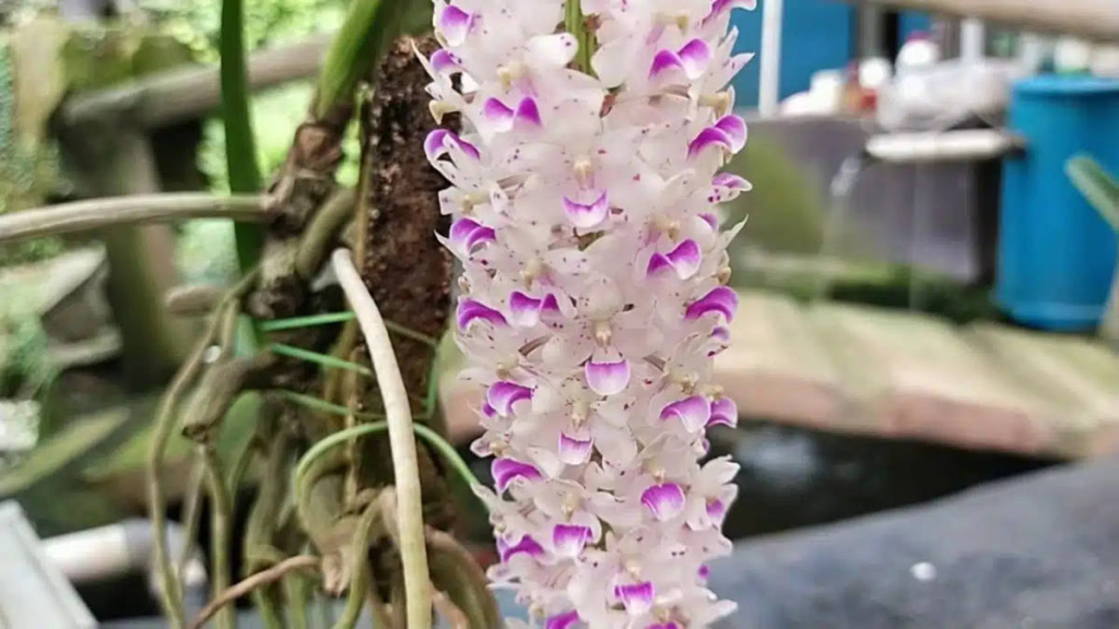 “alam-ini-rusak-kalau-tolak-ukurnya-uang”:-kisah-simon-munasikin-menjaga-anggrek-ungaran