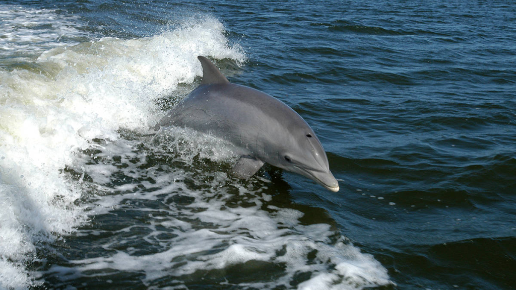 kabar-baik!-studi-temukan-habitat-paus-dan-lumba-lumba-di-perairan-barat-sumatra