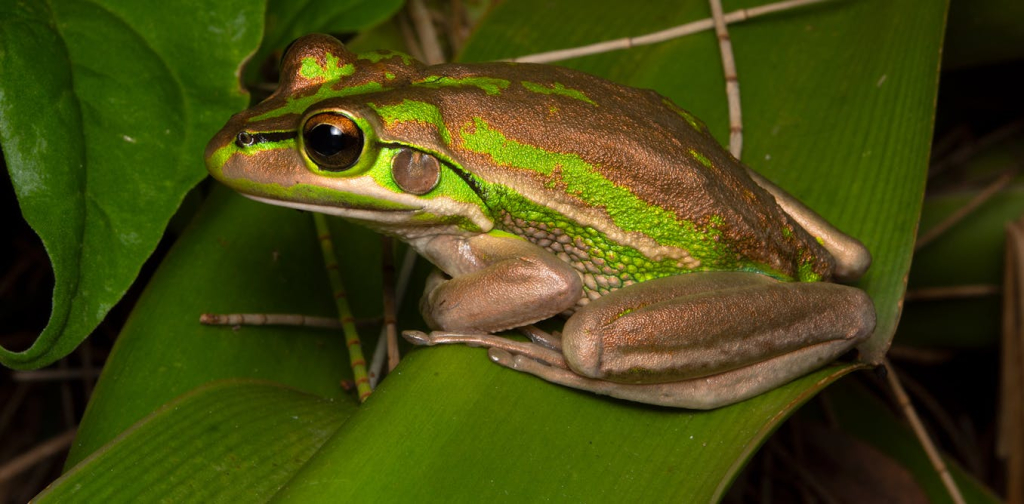 citizen-scientists-are-spotting-more-and-more-rare-frogs-on-private-land