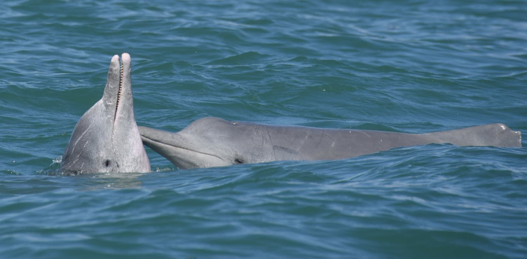 social-lives-of-whales-and-dolphins-shape-the-spread-of-infectious-diseases