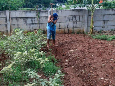 di-tengah-beton-jakarta,-warga-kampung-bayam-bertahan-dengan-bertani