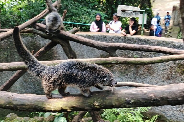 nasib-satwa-bandung-zoo-ketika-pengelolaan-belum-jelas