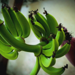 penyakit-darah-pisang-bikin-resah-petani-ntt