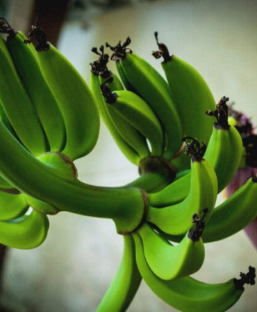 penyakit-darah-pisang-bikin-resah-petani-ntt