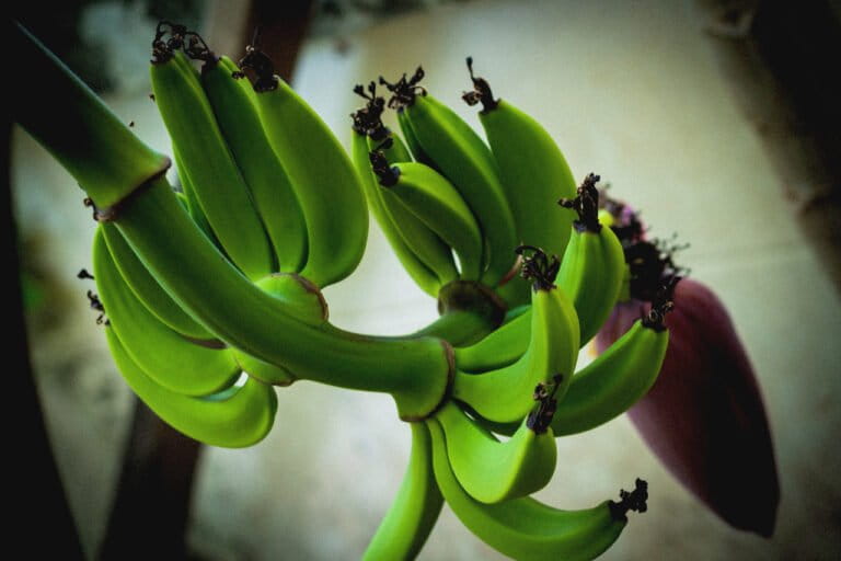 penyakit-darah-pisang-bikin-resah-petani-ntt