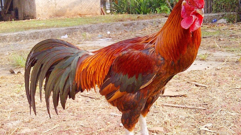 ayam-pelung,-unggas-bersuara-merdu-dari-cianjur