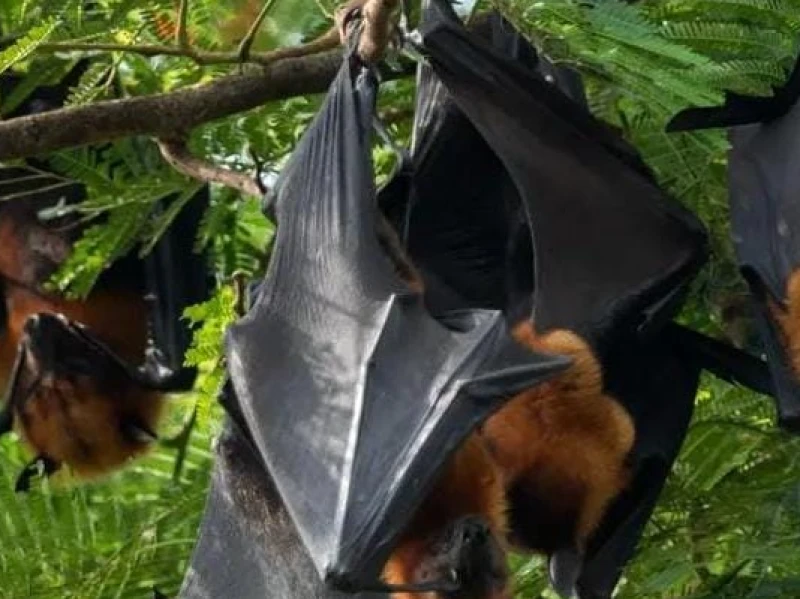 mengenal-virus-nipah,-penyakit-mematikan-dari-kelelawar-yang-jadi-perhatian-dunia