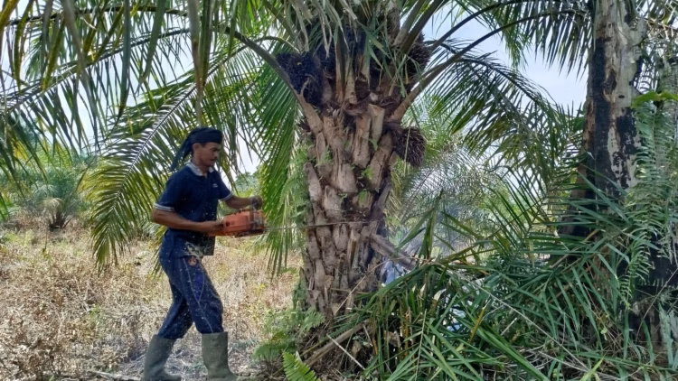 arifin-bangga-tebang-37-pohon-sawit-di-hutan-restorasi