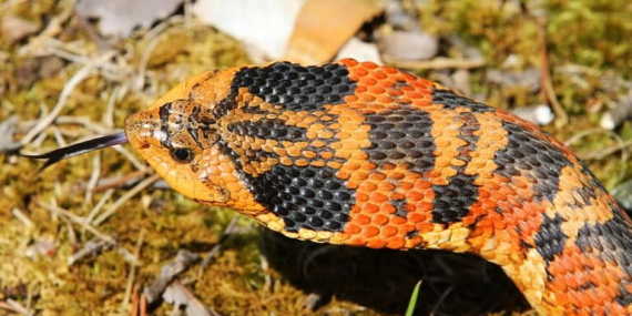 heterodon-platirhinos:-ular-yang-meniru-kobra-saat-terancam,-dan-pura-pura-mati-untuk-bertahan