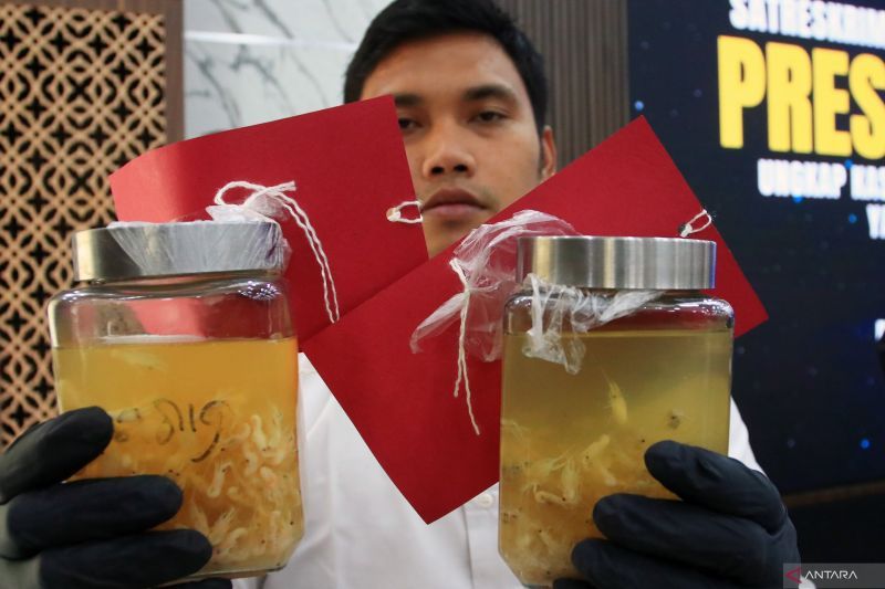 sebanyak-85.750-benih-lobster-senilai-rp4,3-miliar-gagal-diselundupkan-ke-singapura