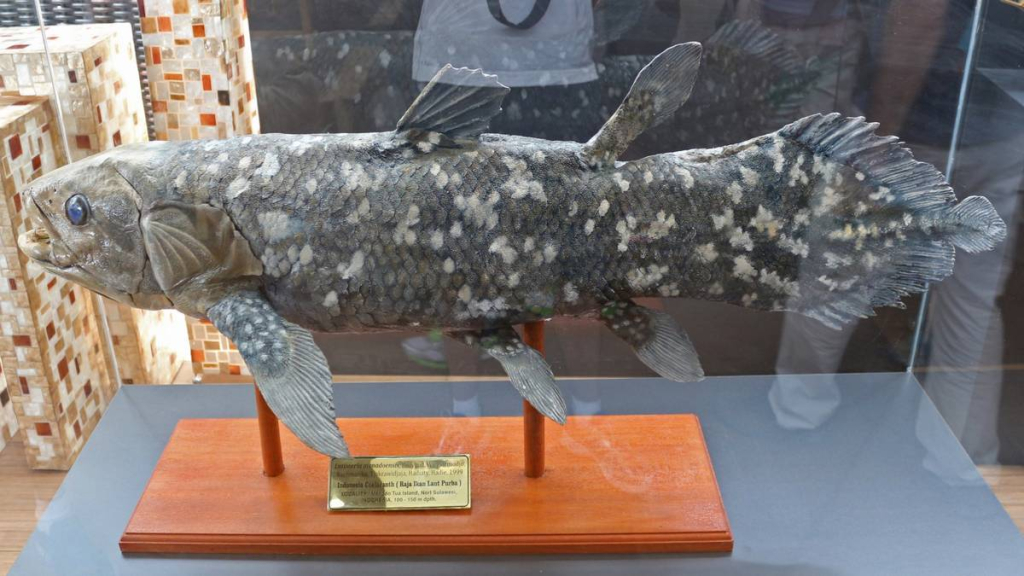 penemuan-coelacanth-di-manado-yang-mengguncang-dunia-ikhtiologi