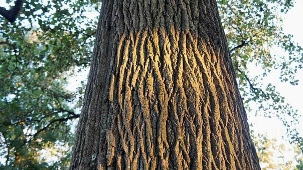 tumbuh-hingga-50-meter,-pohon-ingul-penting-bagi-masyarakat-batak-toba