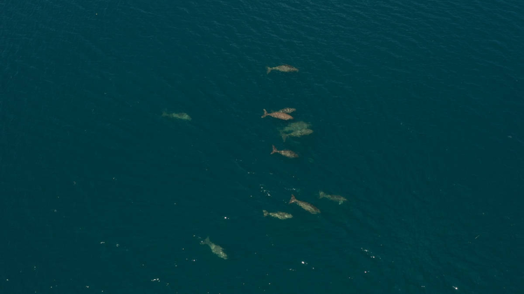 masih-lestari,-kawanan-dugong-terbesar-asyik-berenang-di-maluku-barat-daya