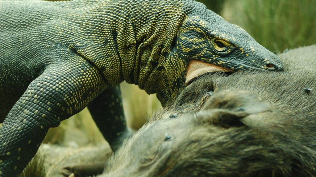 evolusi-terisolasi:-kondisi-geografis-yang-membuat-komodo-menjadi-predator-puncak