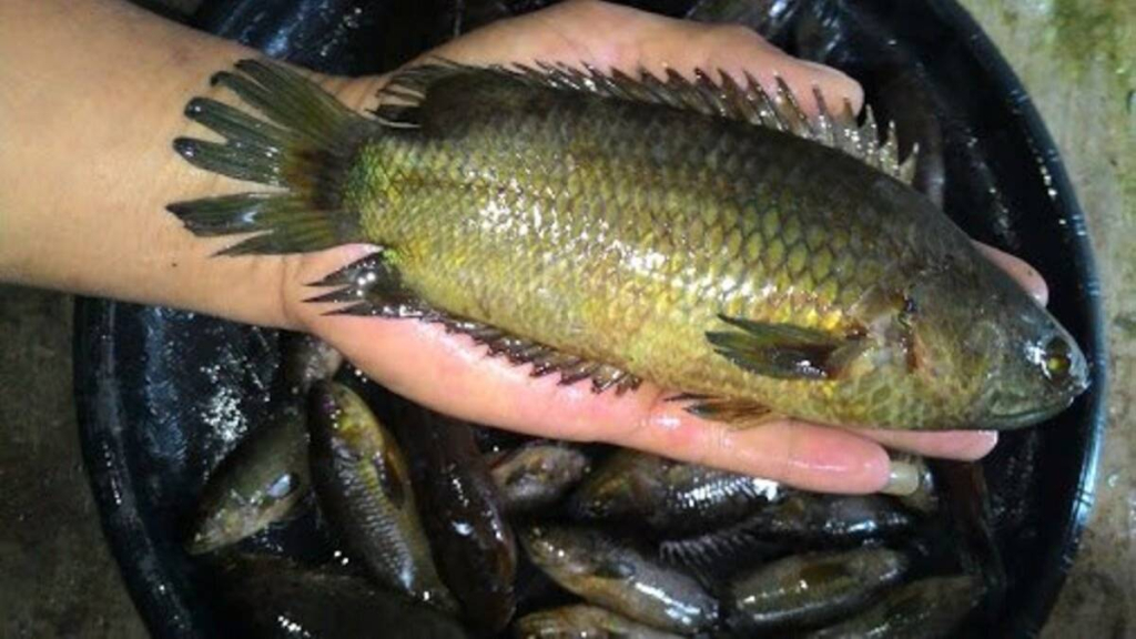 punya-dua-alat-pernapasan,-inilah-ikan-papuyu-dari-perairan-kalimantan