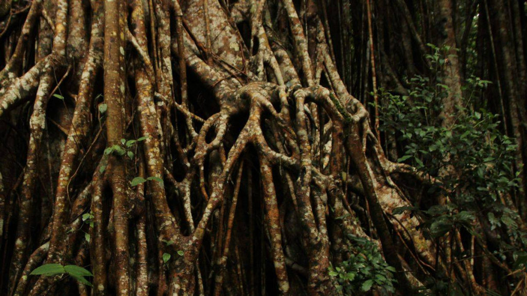 akar-bajakah,-obat-herbal-dari-kalimantan-ternyata-berasal-dari-tanaman-ini