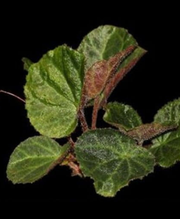 inilah-begonia-baru-dari-tanah-gayo,-langka-dan-terancam-punah