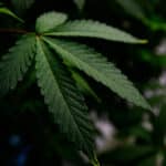 yang-membedakan-sumber-ganja-terpercaya-dari-sumber-lain