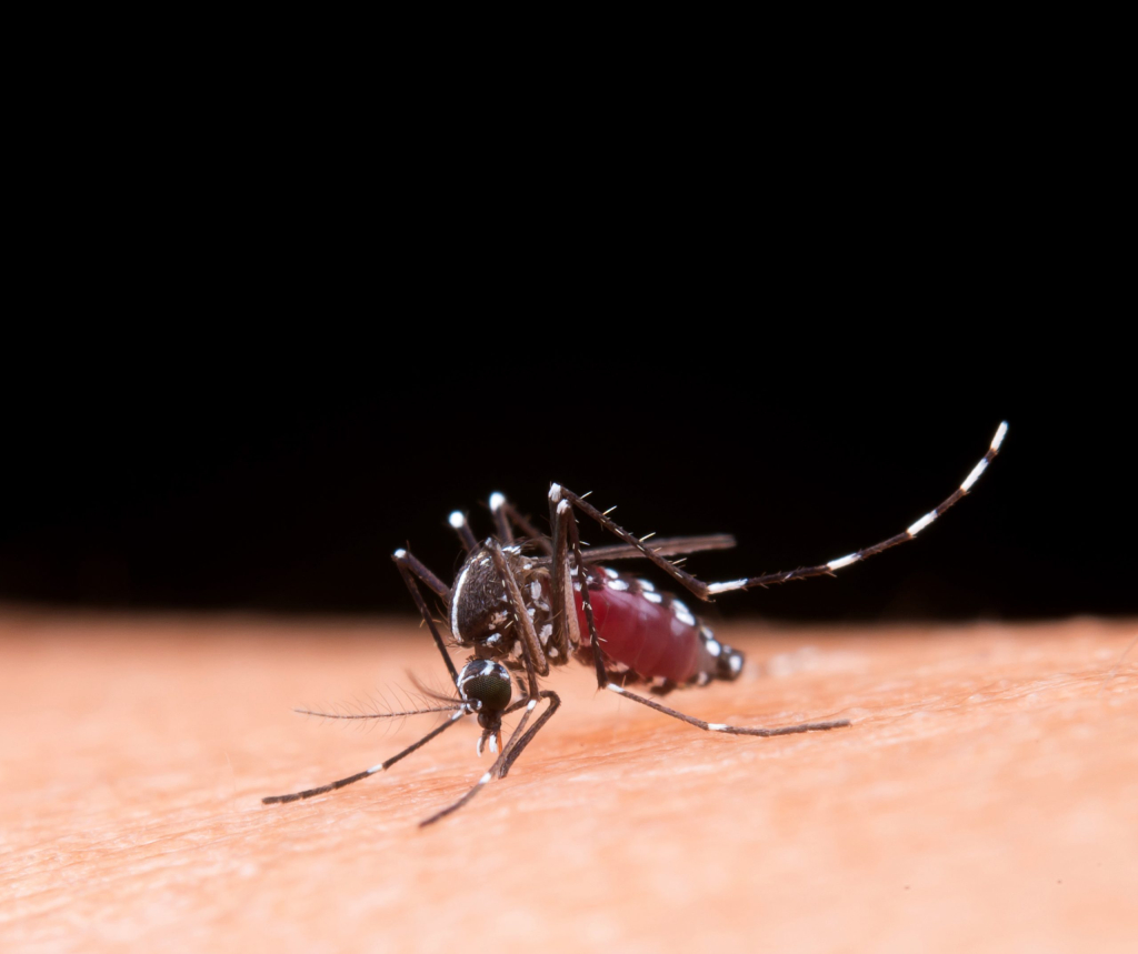 mengendalikan-demam-berdarah-dengue-penyebab-kematian-tinggi