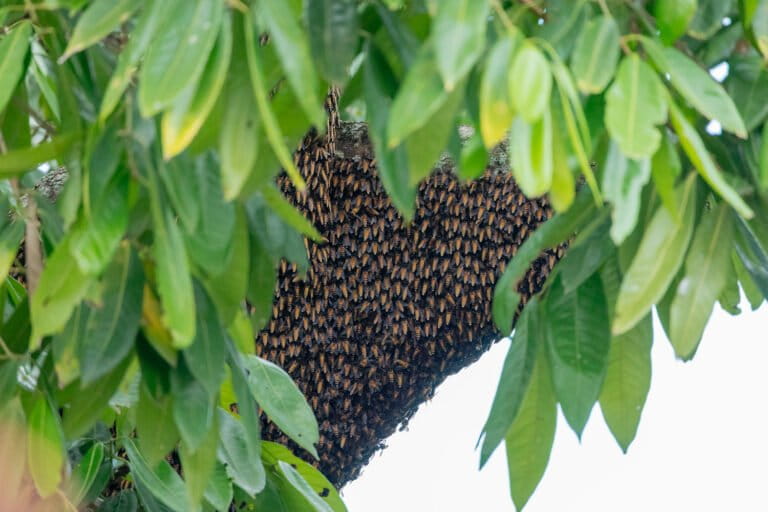 ketika-perubahan-iklim-pengaruhi-lebah-hutan-meratus